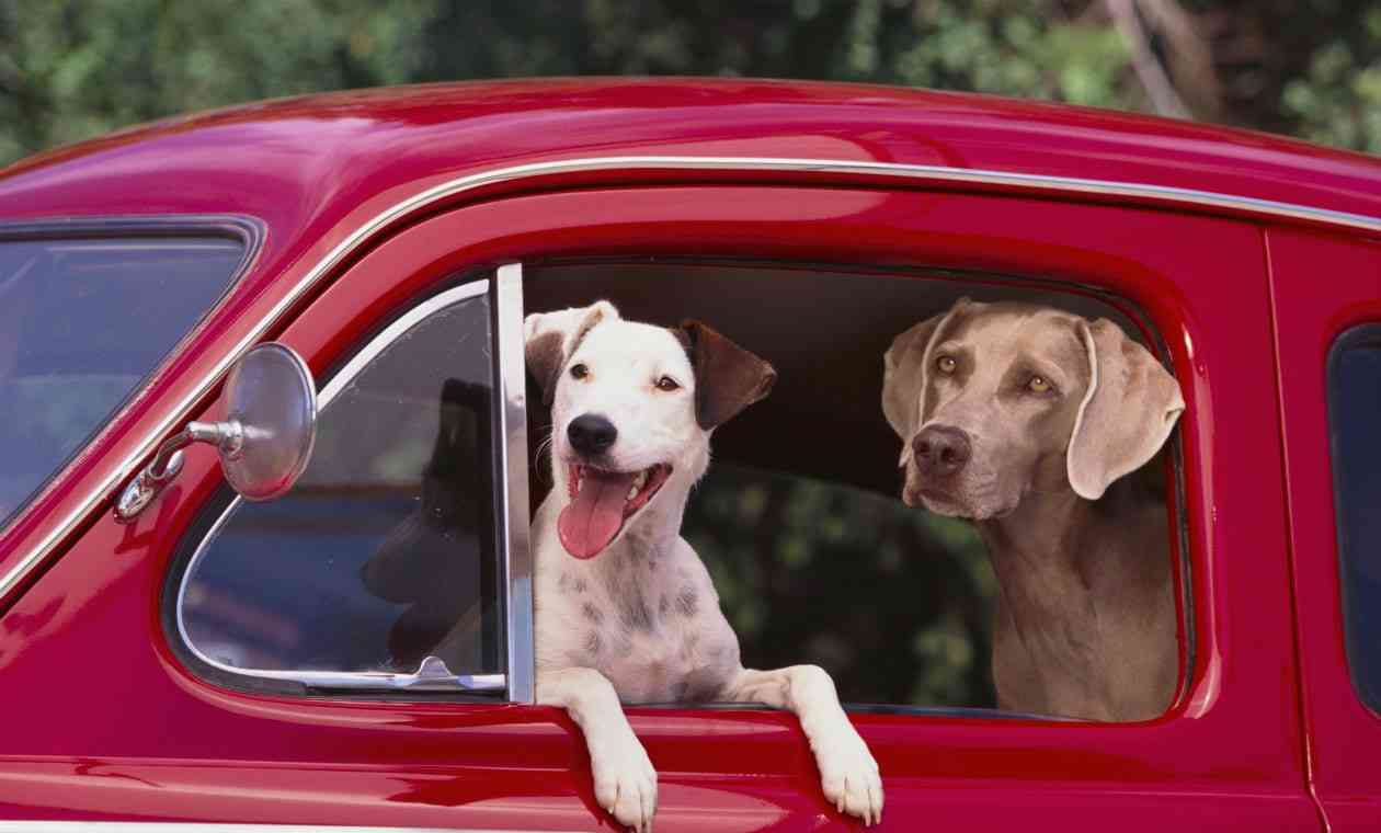 Cómo quitar el olor a perro del coche