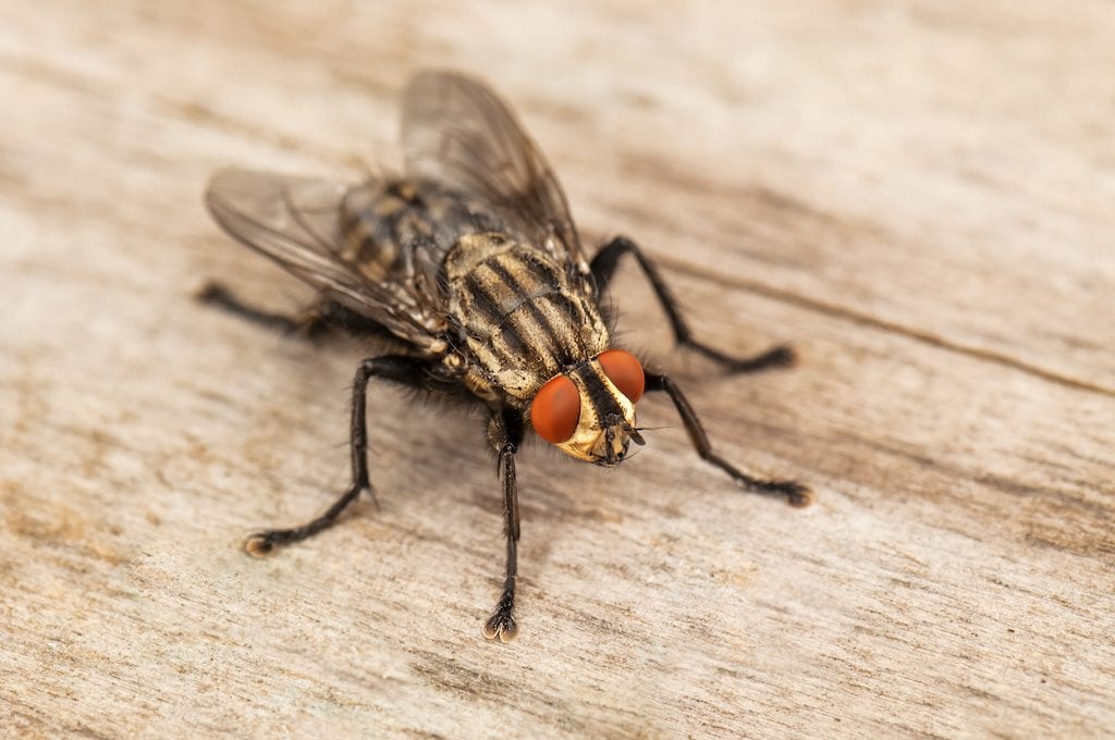 Cómo eliminar las moscas de tu casa