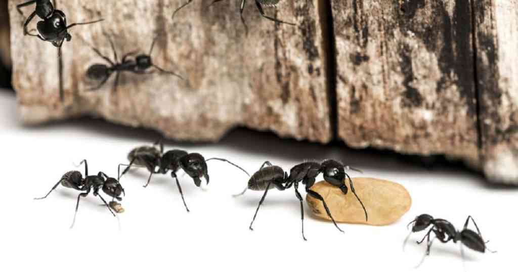 cómo eliminar las hormigas de tu casa