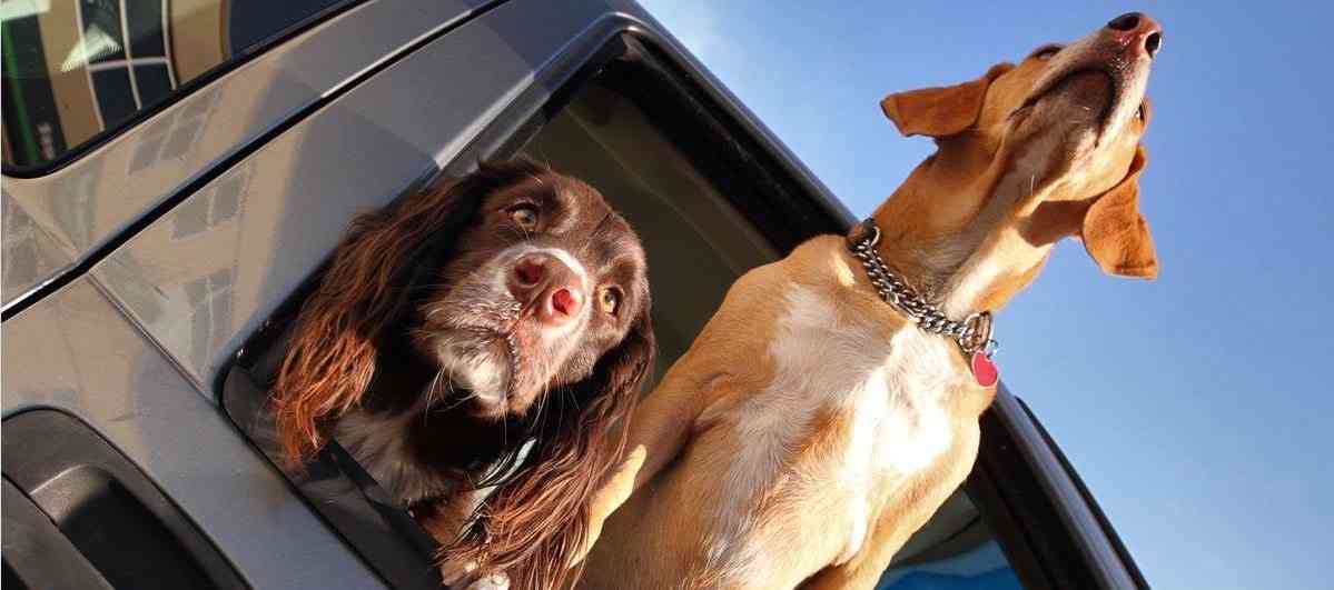 Cómo quitar el olor a perro del coche