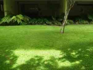 cómo limpiar el césped sintético o artificial