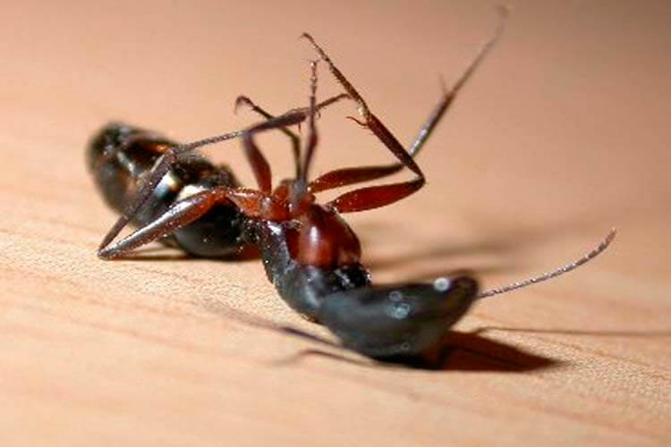 cómo acabar con las hormigas