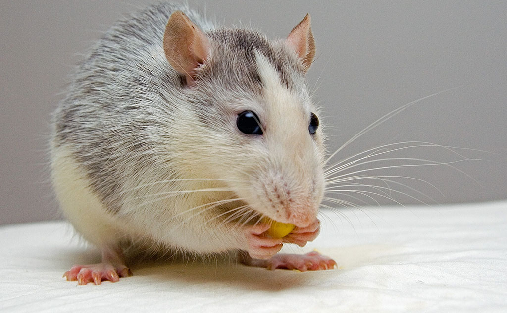 cómo eliminar las ratas de las tuberías