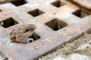 cómo eliminar las ratas de las tuberías