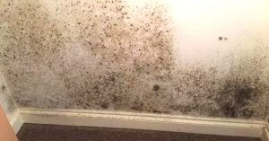 Cómo limpiar el moho de la pared